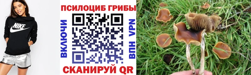 Купить где  Богданович  Псилоцибиновые грибы Magic Shrooms 